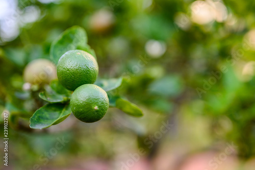 close up green lime and leave in the garden with copy space  popular fruit or vegetable concept.