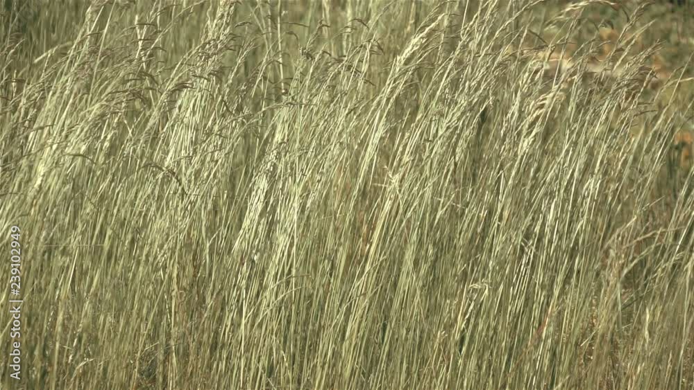 Long grass swinging on the wind in slow motion 250fps Long grass swinging on the wind in slow motion 250fps