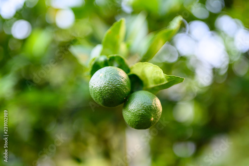 close up green lime and leave in the garden with copy space, popular fruit or vegetable concept.