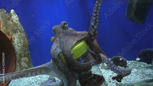 Unique video clip stitched from two. Clever sea animal,octopus in aquarium grabs given by man clear plastic bottle filled with water,stone and fish.It opens the container,takes out fish and eats it