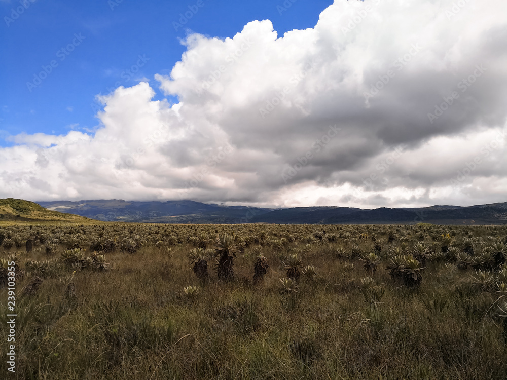 Purace National Natural Park in Colombia with a paramo ecosystem. Travel destination to watch beautiful frailejon (Frailejones, Espeletia) and mosses. Protected area endangered by global warming.