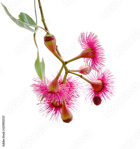 Isolated red pink flowers of Corymbia ptychocarpa Swamp Bloodwood