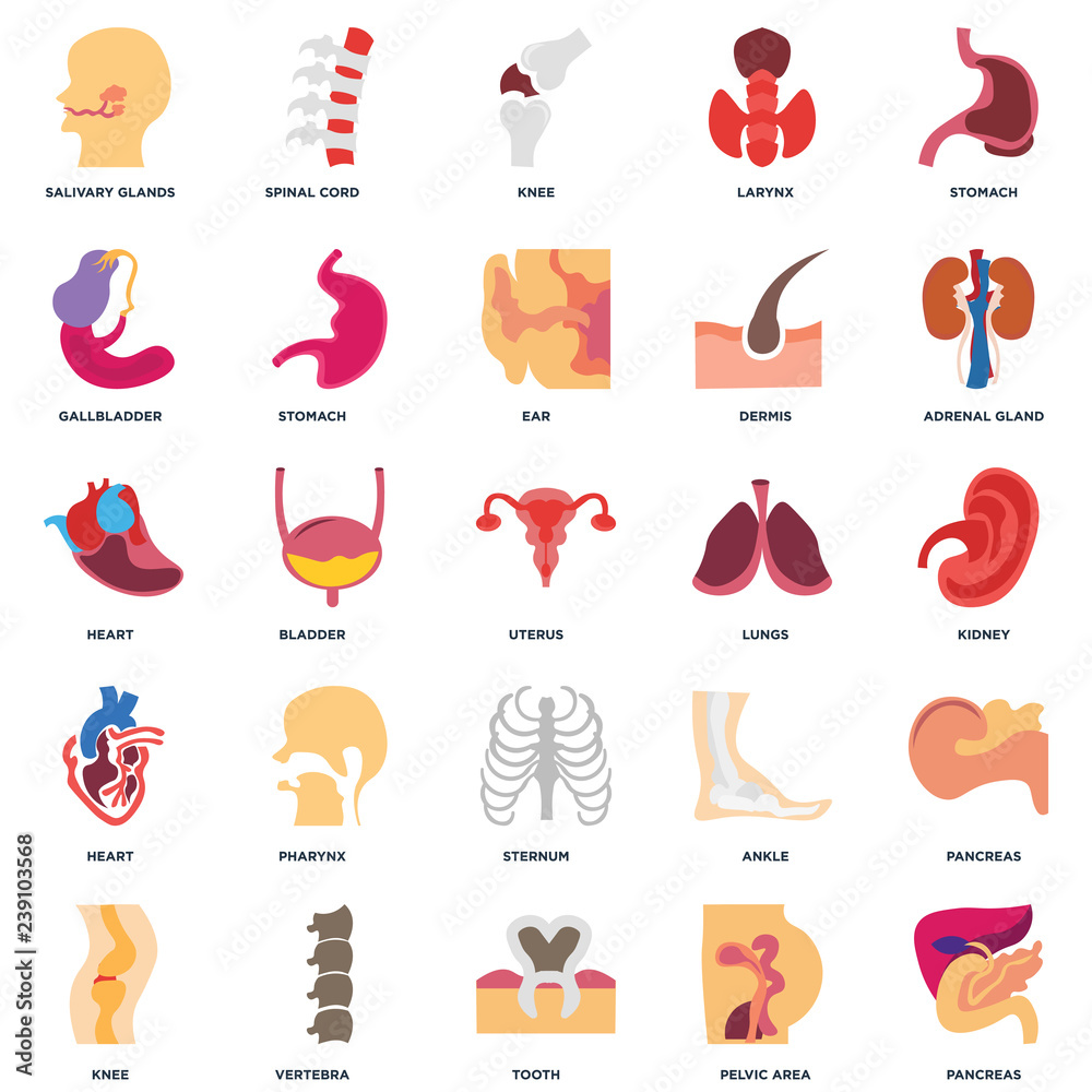 Set Of 25 icons such as Pancreas, Pelvic area, Tooth, Vertebra, Knee ...