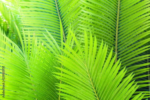 Green leaves of palm