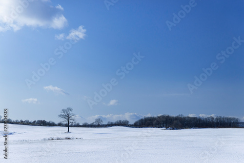 雪原の樹　北海道