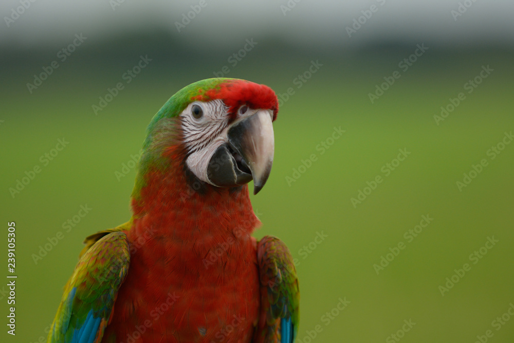 Head shot of Macaw bird, Beautiful bird