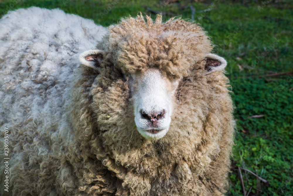 Close up of woolly sheep looking at the camera on a sunny winter day, Ardenwood Historical Farm, Fremont, California