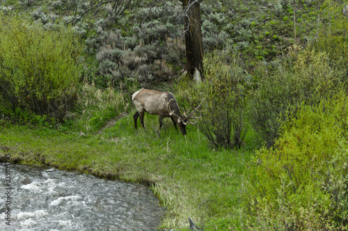 Elk