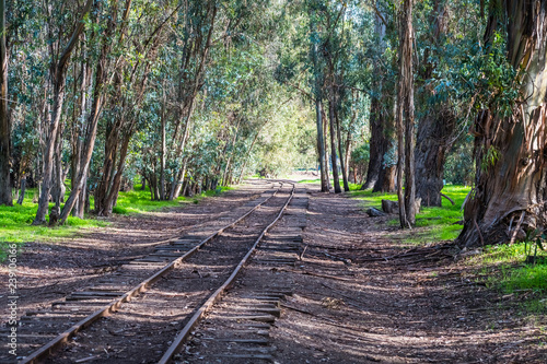 Train tracks going through an Eucalyptus grove, Ardenwood Historic Farm, Fremont, east San Francisco bay, California