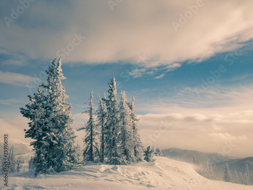 Frosted Trees in Colorado © samevig