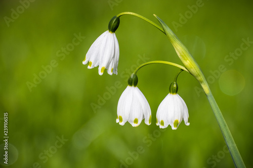 Summer snowflake flowers (Leucojum aestivum) blooming on a meadow in California; it is native to Europe and introduced to the United States photo