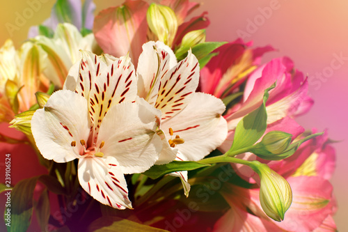 Fototapeta Naklejka Na Ścianę i Meble -  White flowers in soft light. Macro. Alstroemeria flower for design. Flower bud in soft light close up. Nature in spring and summer.