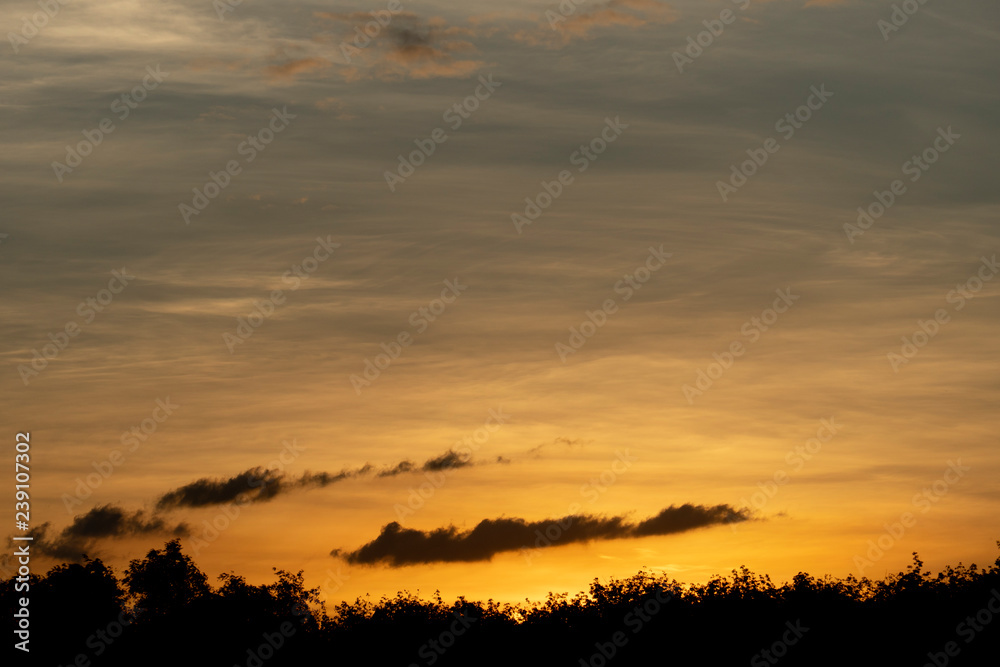 Silhouette of forest under gold sky at evening time.