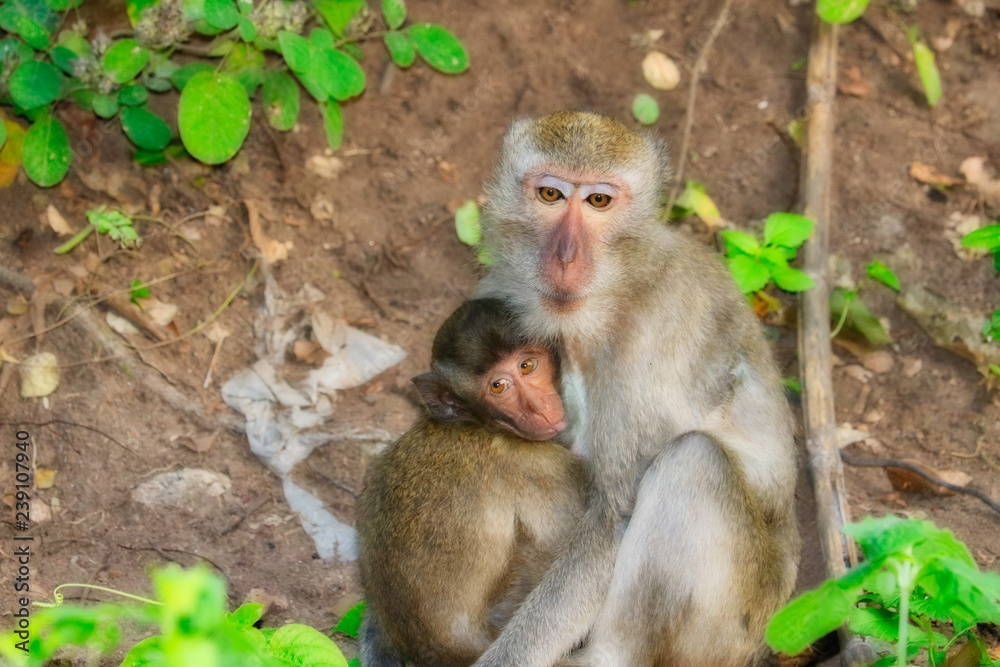 Affen Baby mit der Mutter