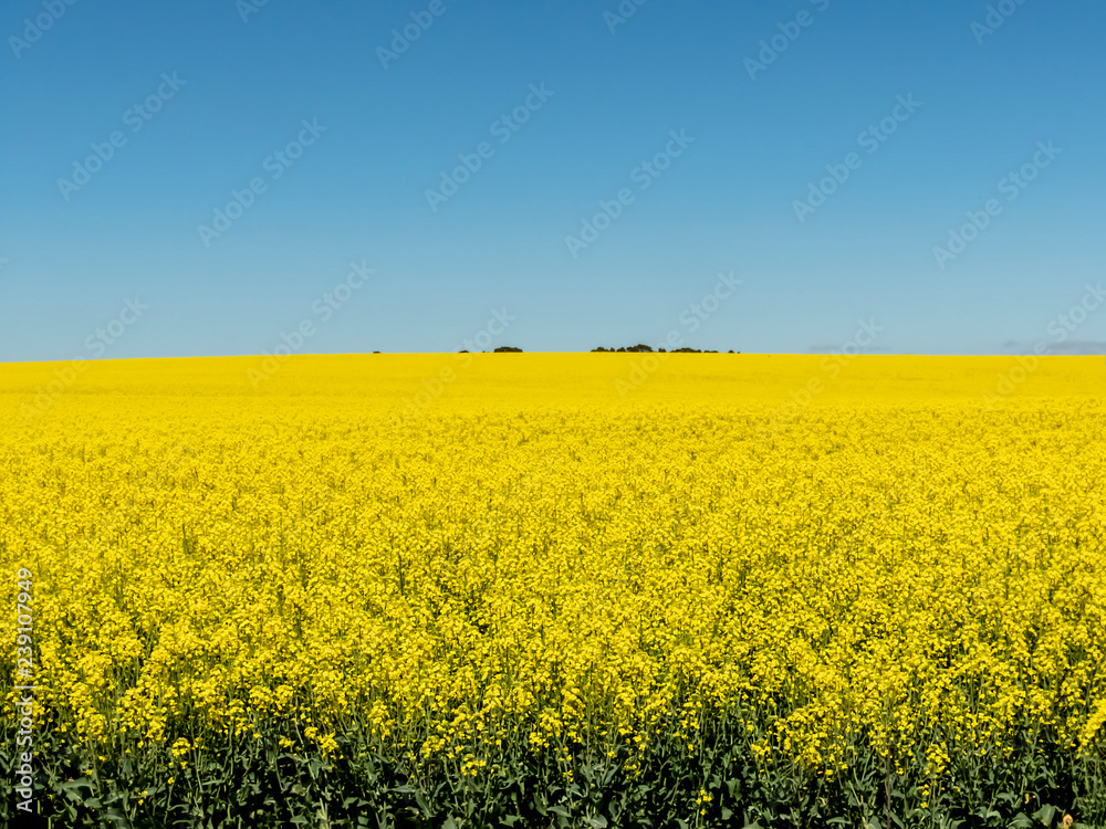 Obraz premium Yellow Canola Field
