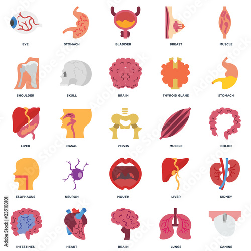 Set Of 25 icons such as Canine, Lungs, Brain, Heart, Intestines, Stomach, Muscle, Mouth, Esophagus, Shoulder, Bladder, Stomach icon