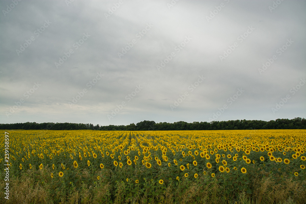 field of dandelions