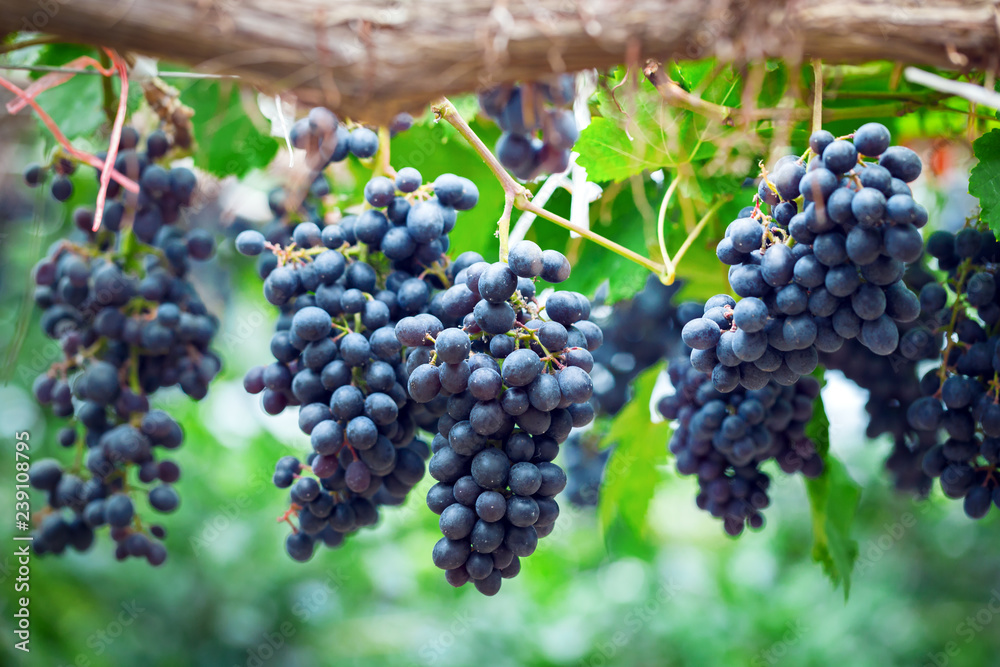 Close-up of bunches of ripe red grapes on vine