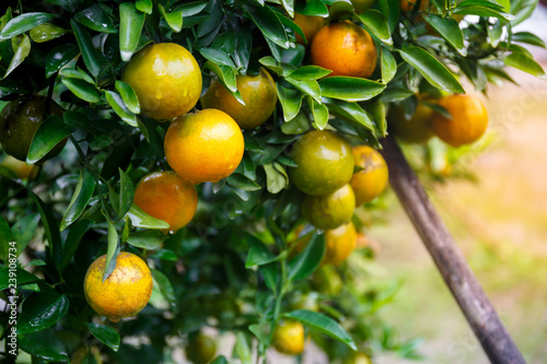 ripe fresh oranges hanging on tree in orange orchard