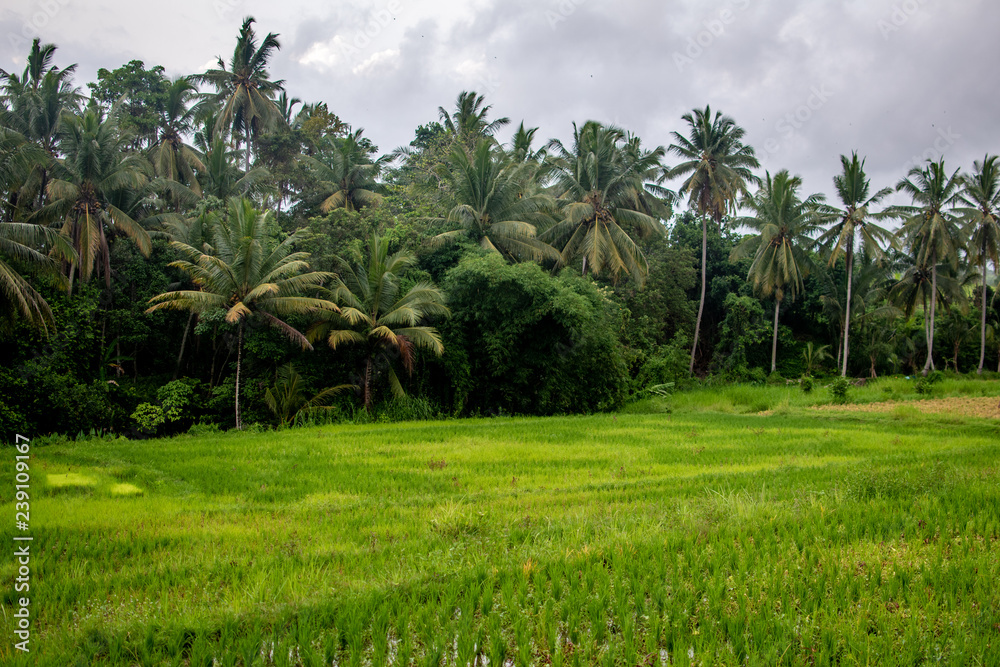 Palm Trees in Rice Terrace fields, Ubud, Bali, Indonesia Palm Trees in Rice Terrace fields, Ubud, Bali, Indonesia