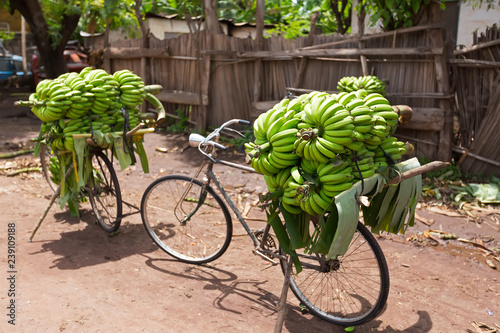Pile of green African bananas stacking on bicycle at fresh market in Mto wa Mbu village, Arusha Region, Tanzania