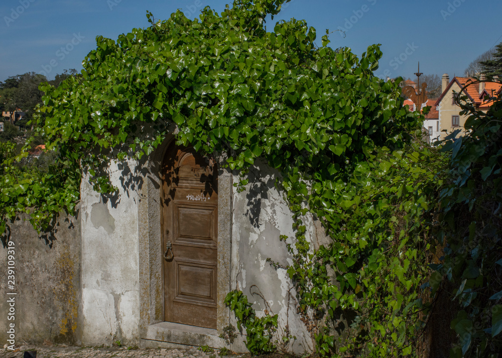 Green Vines Over Old Door, Sintra, Portugal