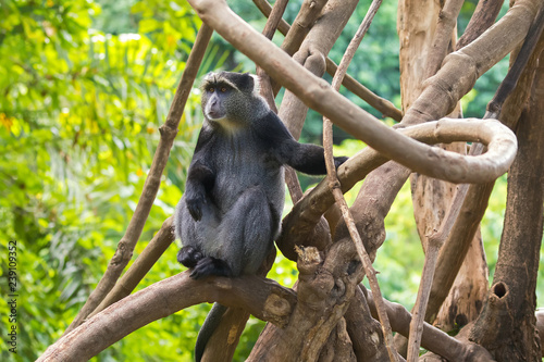 Photography Sykes' monkey (White throated monkey, Samango monkey) sitting on branch in Manya