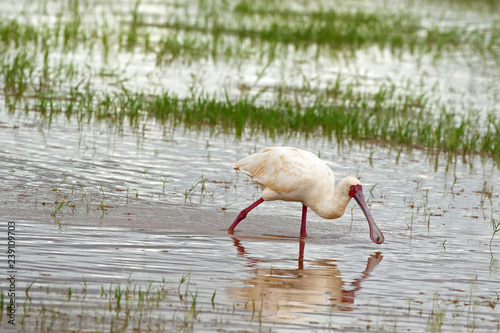 African Spoonbill, wading bird with red spoon shaped bill, face, legs feeding in shallow water at Lake Manyara, Tanzania, Africa photo