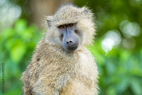 Olive Baboon, old world monkey with olive green coat with blurred Bokeh background in Tanzania, East Africa © sasimoto