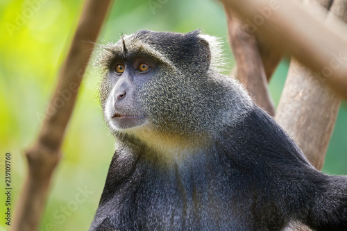 Photography Closeup of Sykes' monkey (White throated monkey, Samango monkey) Old World monke