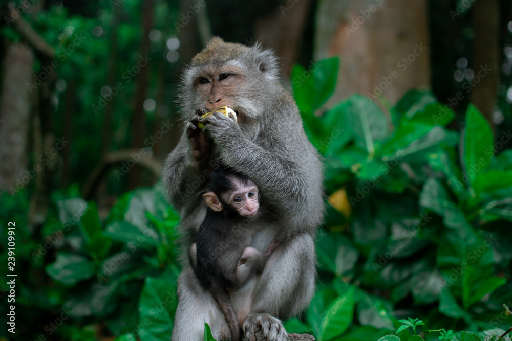 Closed up Mom hug with baby monkey, Thailand, family has a monkey mother and a cute monkey baby. Monkey is playing and staring.