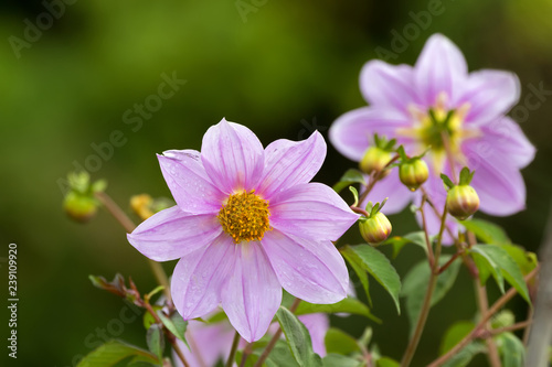 Fototapeta Naklejka Na Ścianę i Meble -  Pink flower of Bell tree dahlia growing at Ngorongoro Crater Conservation Area in Tanzania, East Africa