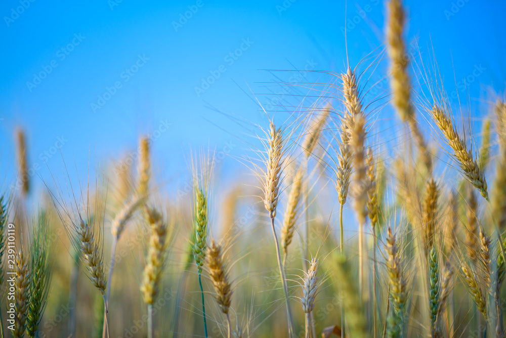 Golden ripe barley against blue sky background Golden ripe barley against blue sky background
