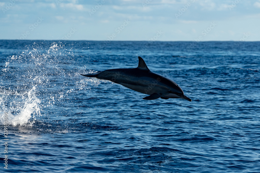 Fototapeta premium イルカ@小笠原マッコウ海域