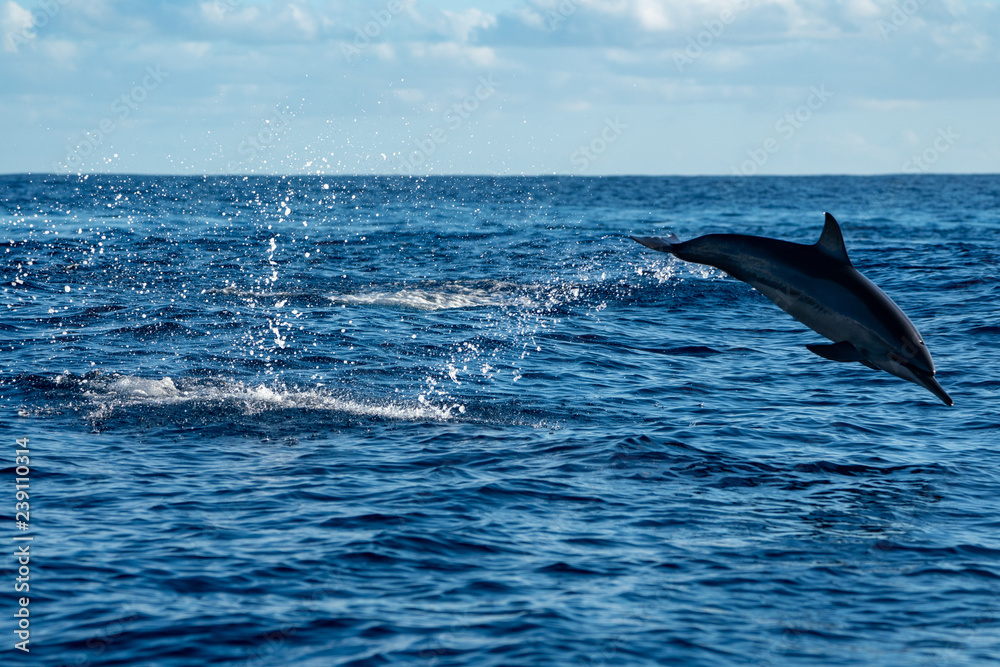 Naklejka premium イルカ@小笠原マッコウ海域