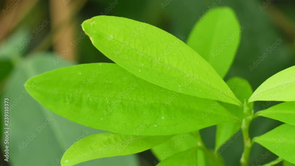 Erythroxylum coca, coca bush in a flowerpot in a tropical greenhouse