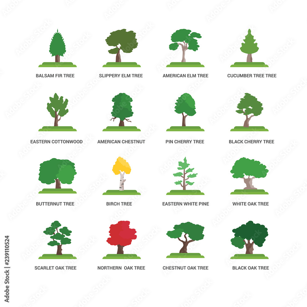 Simple Set of 16 Vector Icon. Contains such Icons as Cucumber Tree tree, Chestnut Oak Northern  Scarlet Eastern Cottonwood tree. Editable Stroke pixel perfect - obrazy, fototapety, plakaty 