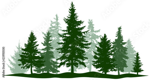 Green forest evergreen pine  tree isolated. Park Christmas tree. Individual  separate objects. Vector illustration