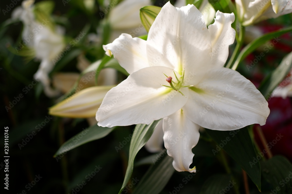 white lily flower close up white lily flower close up