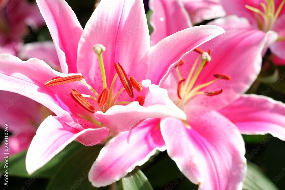 lily flower background