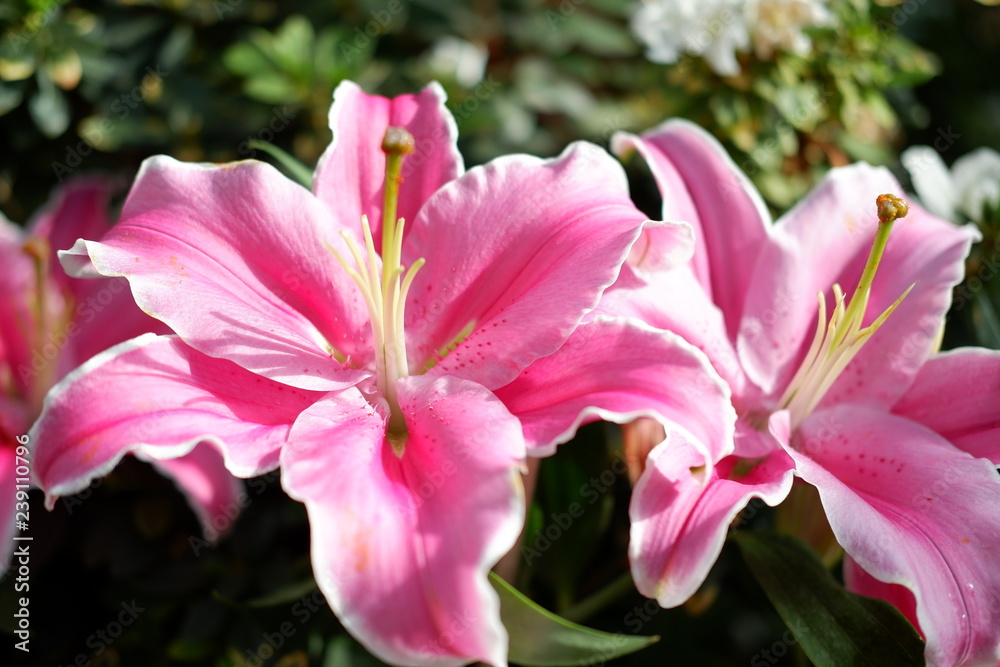 lily flower background lily flower background