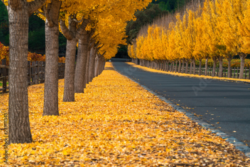 Ginkgo Trees Line The Road To A Winery in Napa Valley