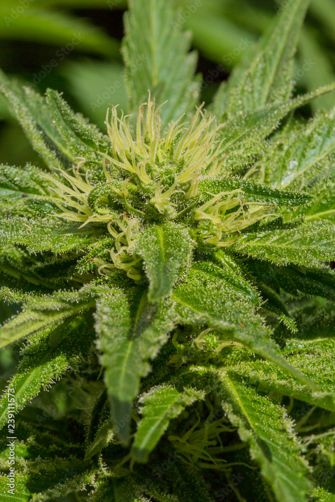 Cannabis Home Grown Medical Marijuana female plant Cannabis Home Grown Medical Marijuana female plant