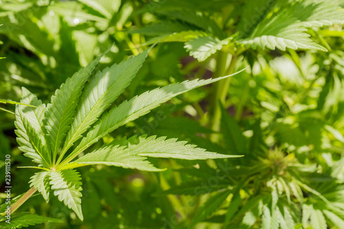 Cannabis Home Grown Medical Marijuana Leaf