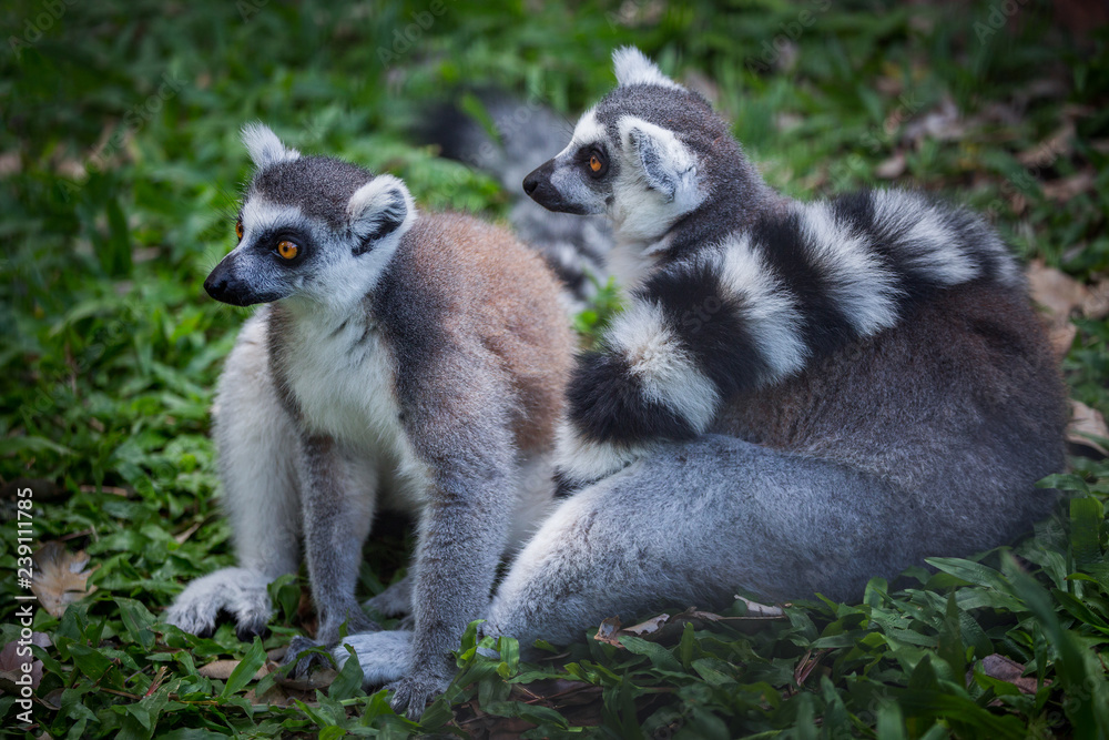 Fototapeta premium Ring- tailed Lemur in the natural atmosphere of the forest.
