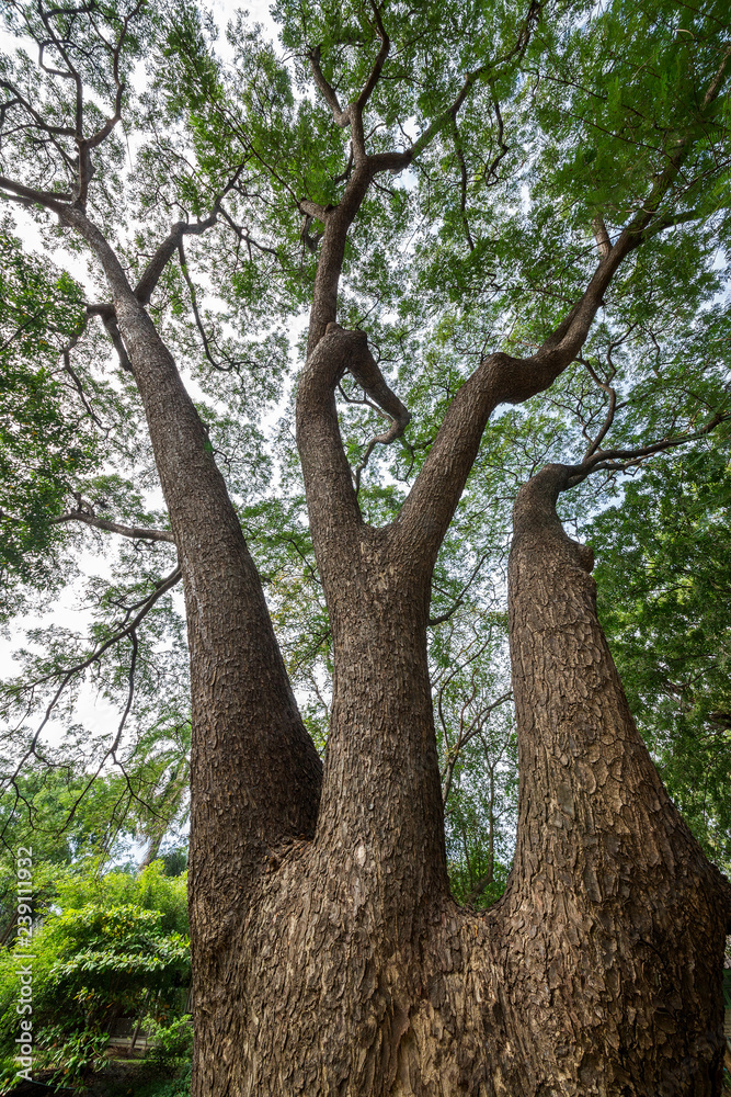 Rain tree in the park.