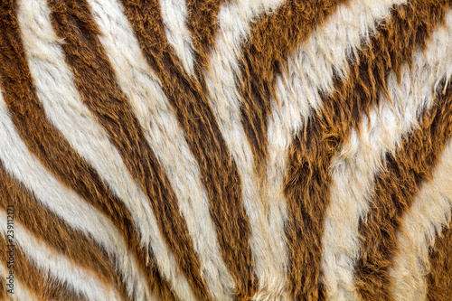 Colorful patterns of zebra fur.