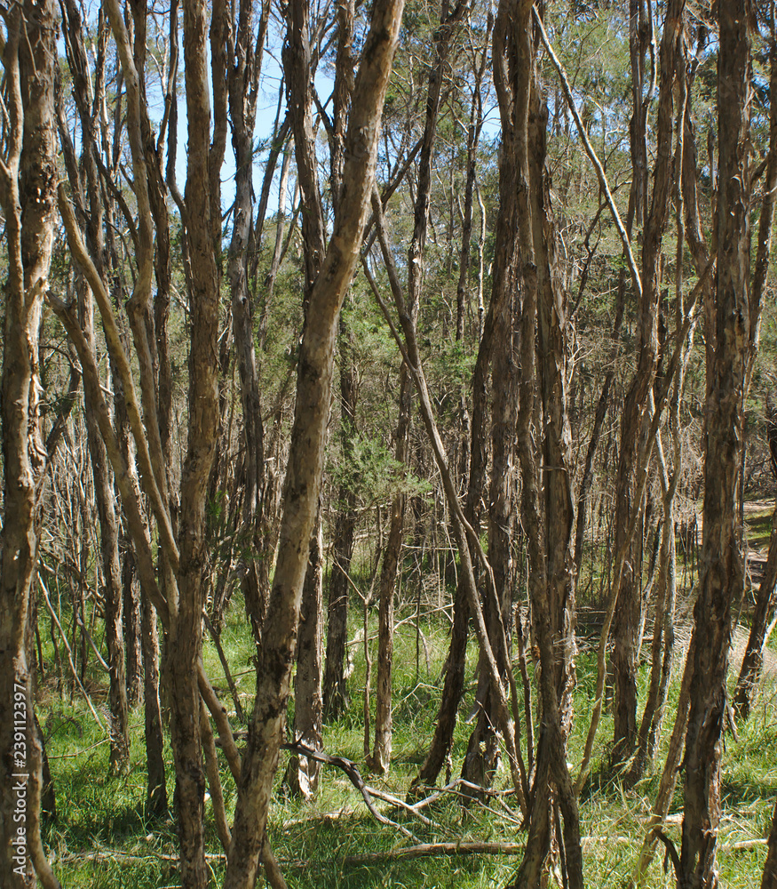 Tall trees and green grass in forest Tall trees and green grass in forest