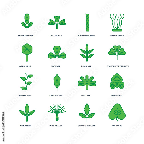 Set Of 16 icons such as Cordate  Straberry Leaf  Pine Needle  Pi