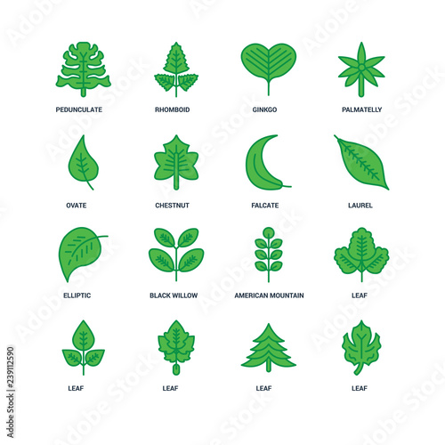 Set Of 16 icons such as Leaf, Pedunculate, Ovate, Elliptic, Falc photo